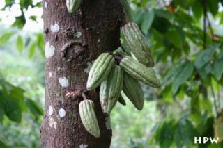 Im Regenwald - Die Kakaobohne wächst am Stamm