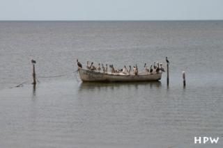 Pelikane auf einem Boot