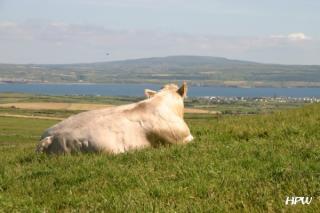 Irland 2006 - Cliffs of Moher - 200 Meter senkrecht abfallende Klippen - eine Kuh :-)
